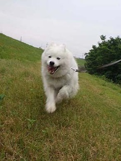dote_i1906032.jpg