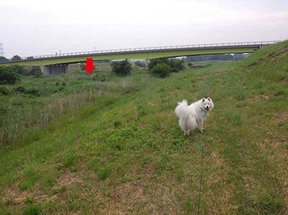 dote_i1906039.jpg