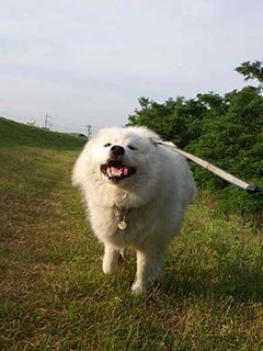 dote_i1906043.jpg