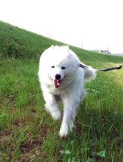 dote_i1906044.jpg