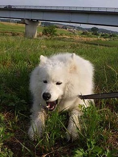 dote_i1906046.jpg