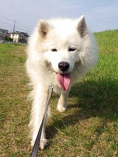 dote_i1906048.jpg