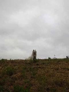 dote_i1906056.jpg