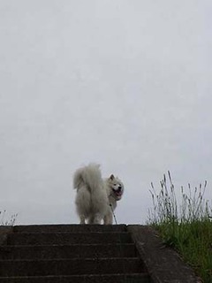 dote_i1906081.jpg