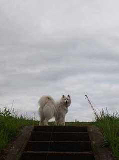 dote_i1906111.jpg