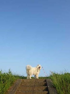 dote_i1906131.jpg
