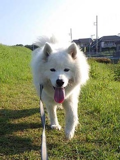 dote_i19061311.jpg