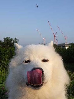 dote_i1906132.jpg