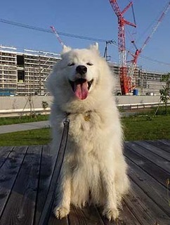 dote_i1906137.jpg