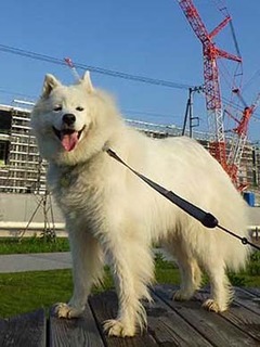 dote_i1906138.jpg