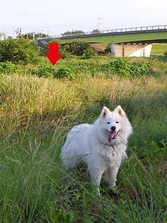 dote_i1906143.jpg