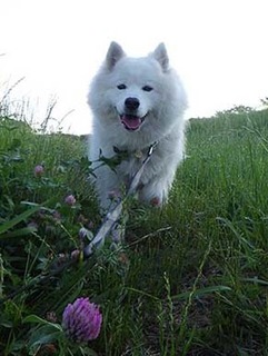dote_i1906145.jpg