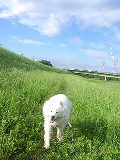 dote_i1906164.jpg