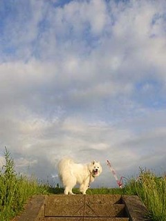 dote_i1906181.jpg