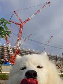 dote_i1906198.jpg