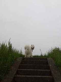 dote_i1907011.jpg