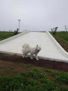 dote_i1907013.jpg