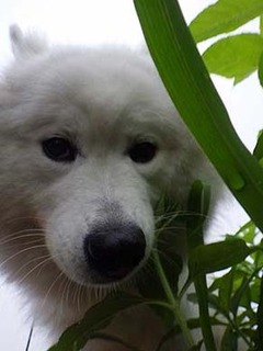 dote_i1907015.jpg