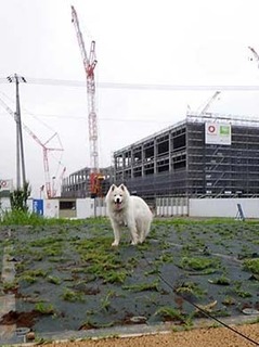 dote_i1907016.jpg
