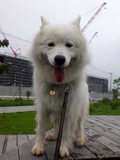 dote_i1907018.jpg