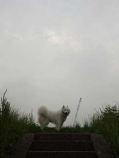 dote_i1907031.jpg
