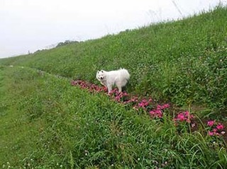 dote_i19070310.jpg