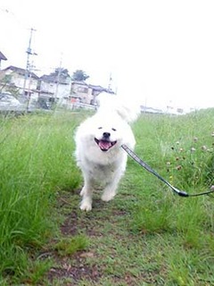 dote_i1907035.jpg