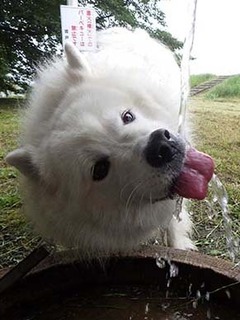 dote_i1907039.jpg