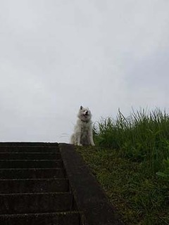 dote_i1907061.jpg