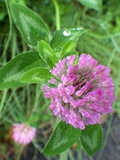 dote_i1907064.jpg
