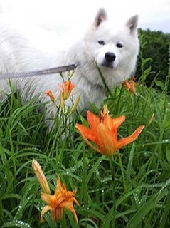 dote_i1907072.jpg