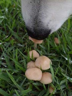 dote_i1907075.jpg