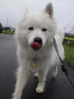 dote_i1907076.jpg