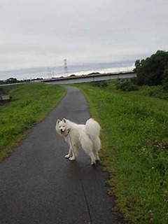 dote_i1907078.jpg