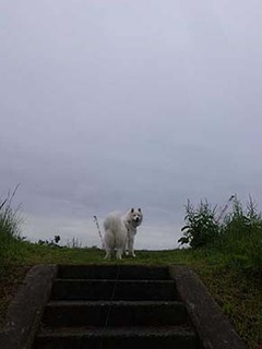 dote_i1907081.jpg