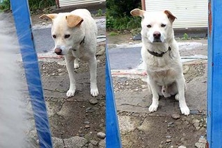 dote_i1907087.jpg