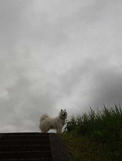 dote_i1907091.jpg