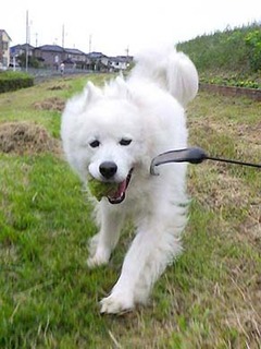 dote_i1907094.jpg