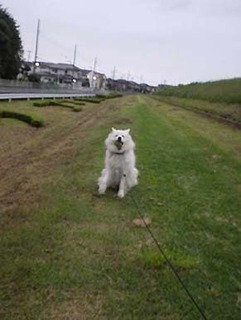 dote_i1907095.jpg