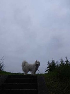dote_i1907101.jpg