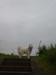 dote_i1907111.jpg