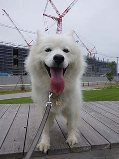 dote_i1907114.jpg
