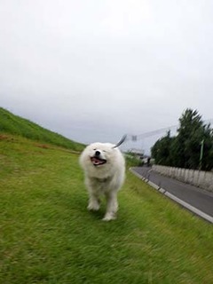 dote_i1907115.jpg