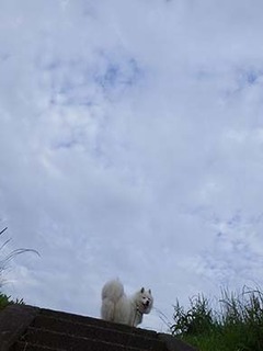 dote_i1907131.jpg