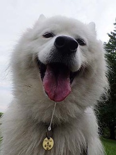 dote_i19071310.jpg