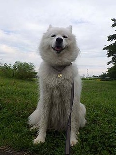 dote_i19071311.jpg
