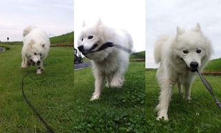 dote_i1907139.jpg