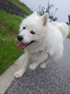 dote_i1907174.jpg