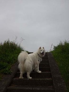 dote_i1907181.jpg