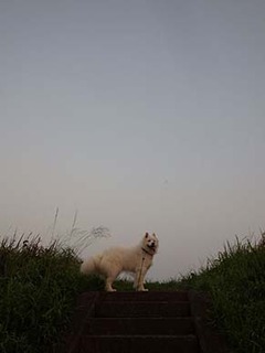 dote_i1908021.jpg